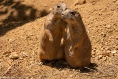 Pod_prairie_dog