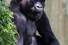 gorilla