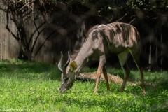 kudu